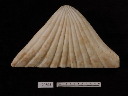 https://www.museovillatraiano.it/immagini_articoli/123/091-capitello-330.jpg